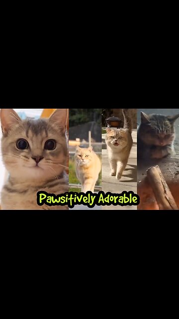 Pawsitively Adorable