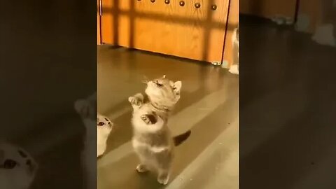 Kittens Playing around . cutes Kittens & Cats #kittensmeowing #cute #viralpets #catshorts