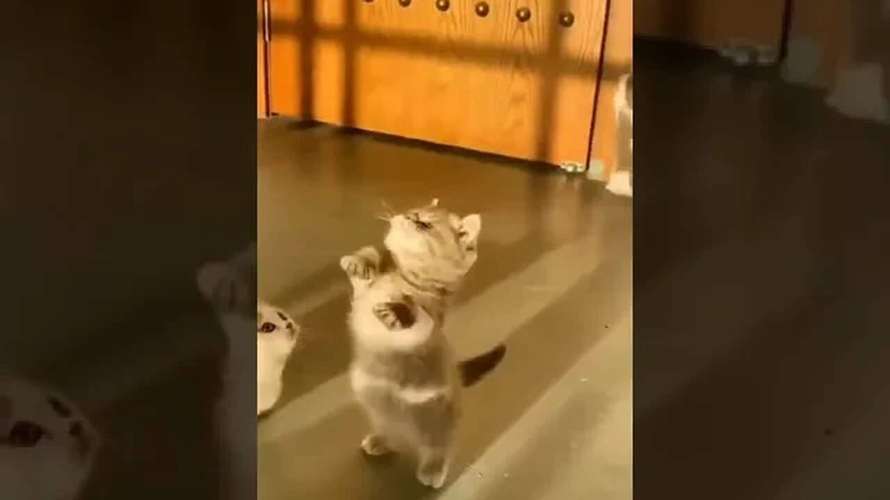 Kittens Playing around . cutes Kittens & Cats #kittensmeowing #cute #viralpets #catshorts