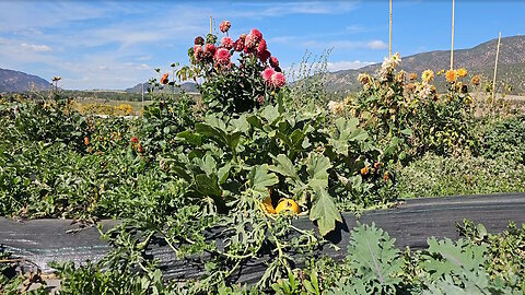Organic Squash and Flowers