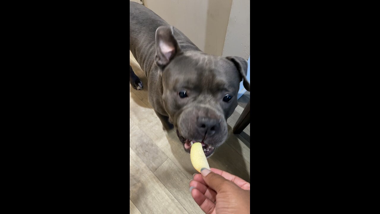 Dog not been gentle when I give him an apple