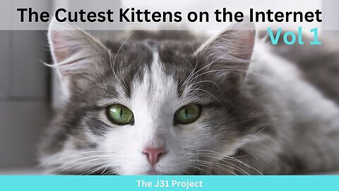 Who is the Best Kitten in the World? - Vol 1