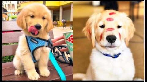 Cute and Funny Dog Videos Compilation 2021#11 - Baby Dogs