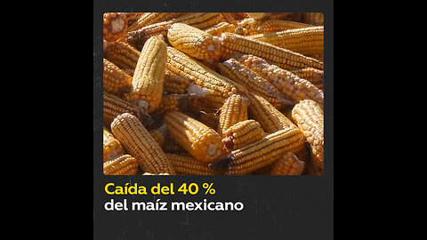 La producción de maíz en México cae 40 % en 2023