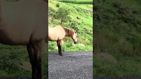 Arthur the Rescue Horse Tottles off to his friends. You can see he needs more weight!