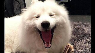 The dog will make you laugh hard Funny dog