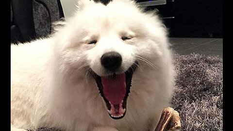 The dog will make you laugh hard Funny dog