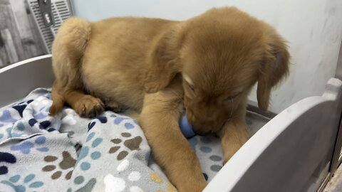 Cute baby dog
