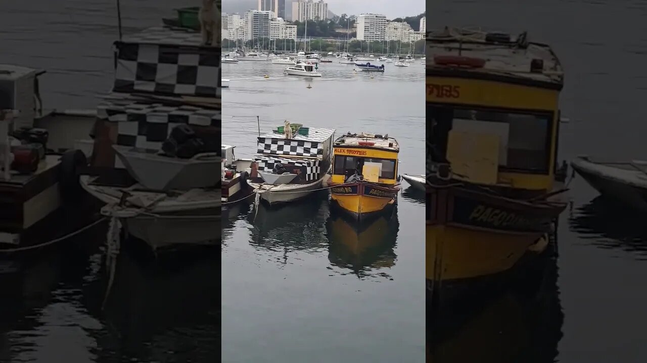 DOG'S BOAT🇧🇷