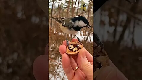 Bon appetit / beautiful birds / birds #Nashvi #shorts #birds