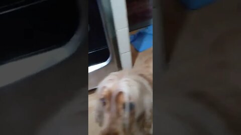 golden dog , shorts
