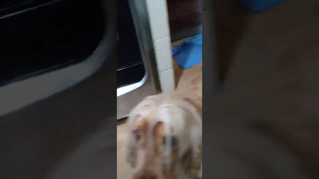 golden dog , shorts