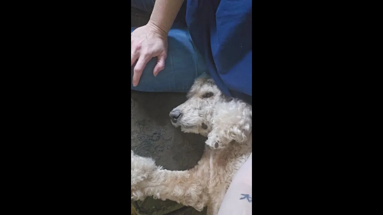 Dematting Struggles for Dog Owners