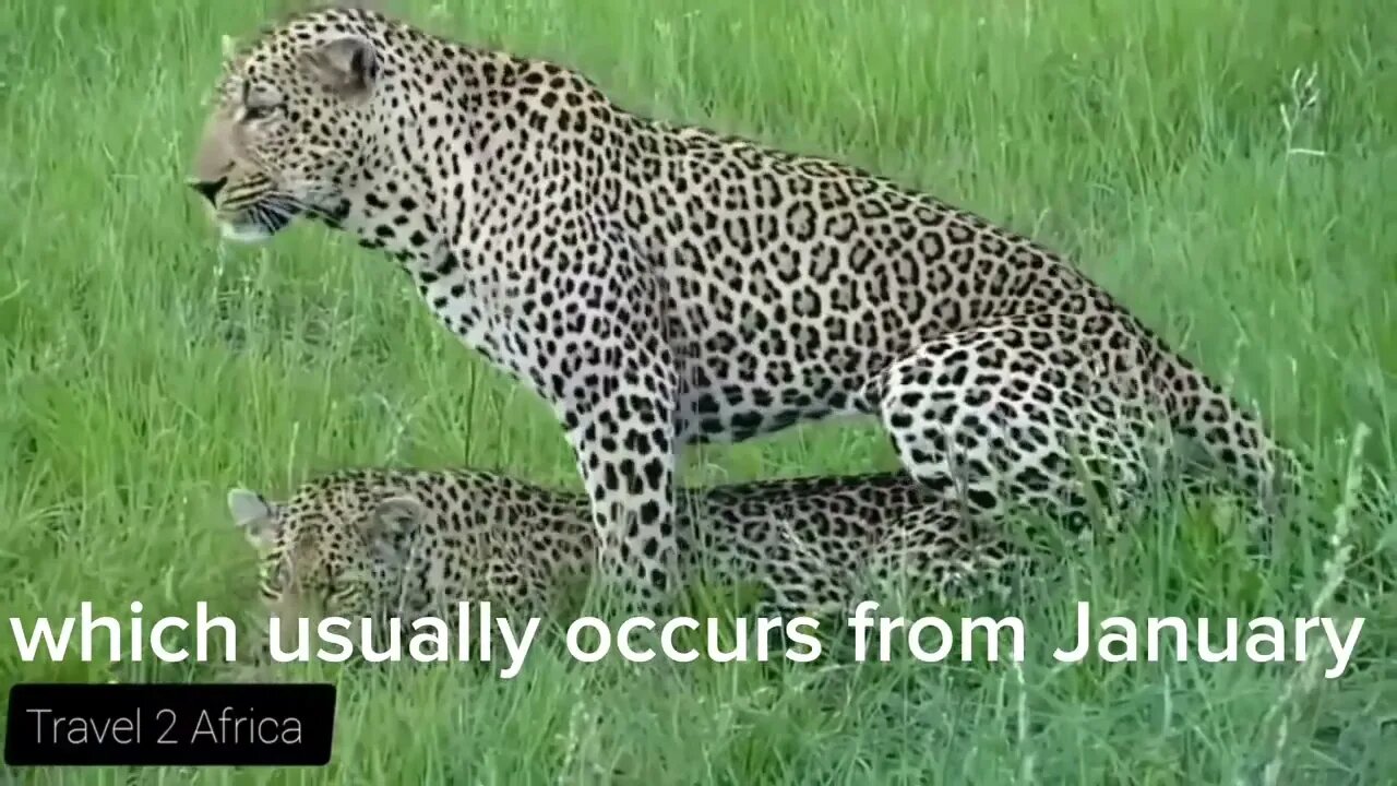 "Intimate Moments: Rare Footage of Leopards Mating in the Wild!"