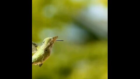 I'm just a hummingbird