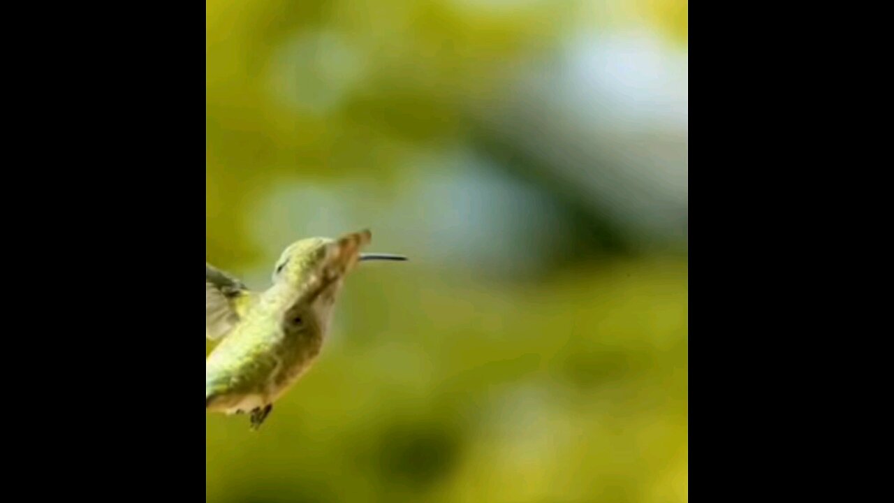 I'm just a hummingbird