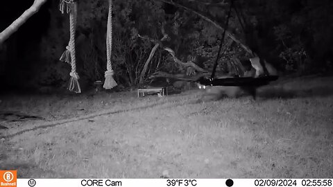Pine Martin playin on children's swing