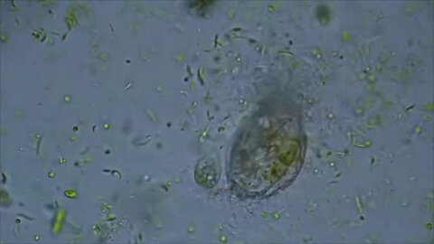 Cov-19 Immunity In 19 Minutes