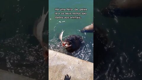 Lobos-Marinhos no Porto de Punta del Este - Uruguai.