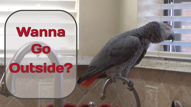 Parrot Watches Squirrels & Birds From Kitchen Window