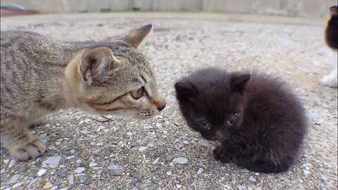 Sister cat that approaches the kitten
