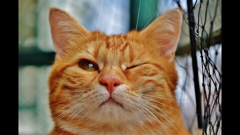 Funny Cats and Dogs video