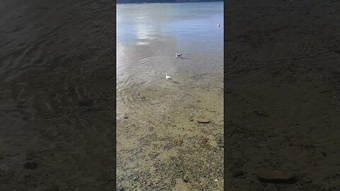 Point Wells seagulls