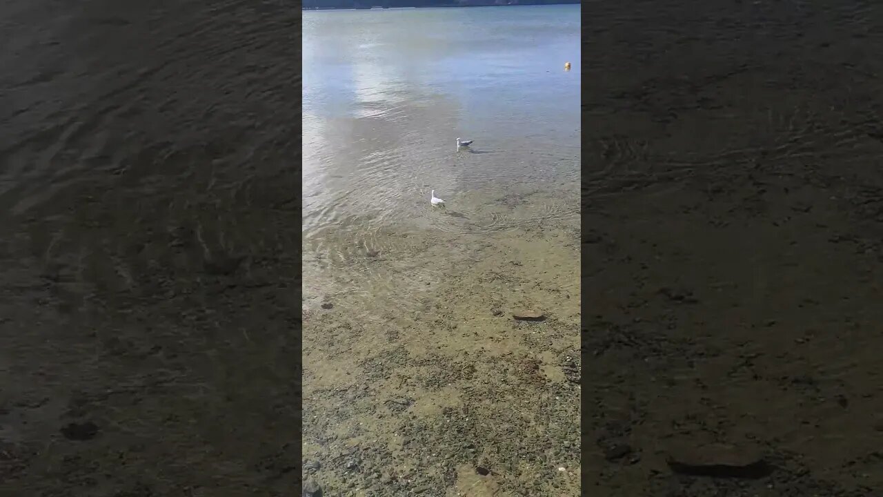 Point Wells seagulls