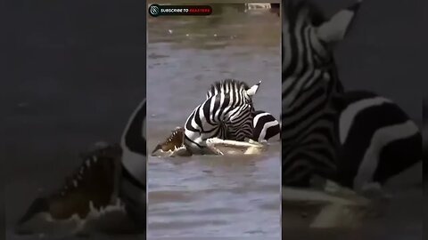 Zebra bite crocodile