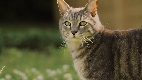 Cat beauty
