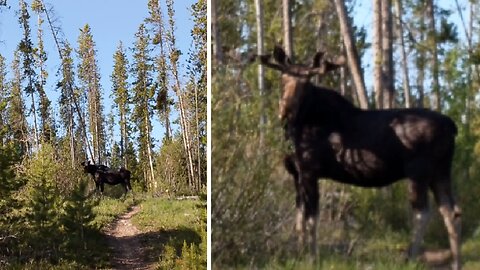 Bull Moose. Moose on the loose.