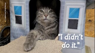 Cat Burglary On The Homestead