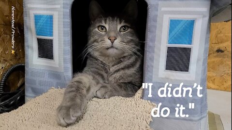 Cat Burglary On The Homestead