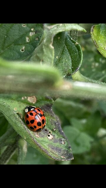 Ladybug on the vine