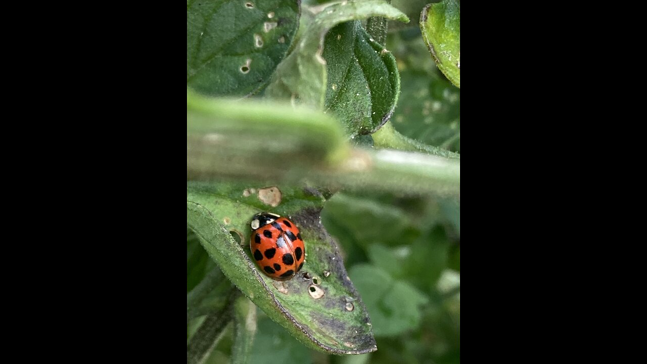 Ladybug on the vine