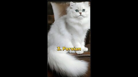 Top 10 Most Beautiful Cat Breeds In The World 😍 | #shorts #beautiful #cat