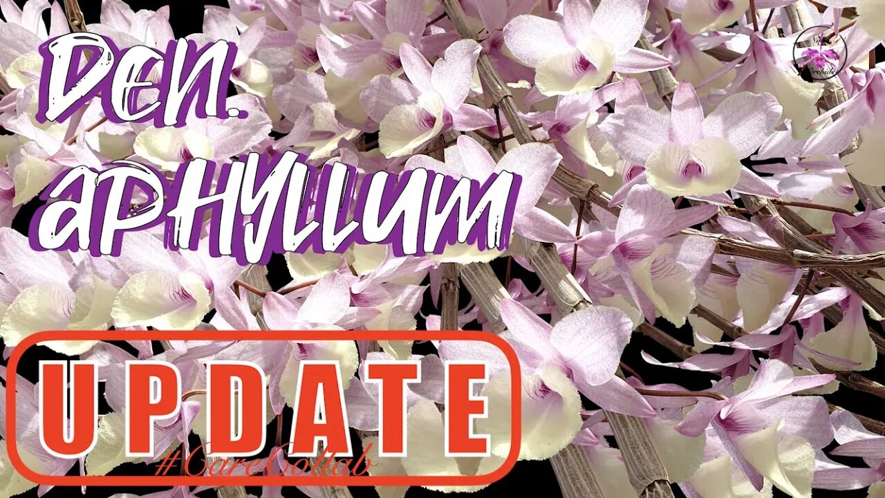 Dendrobium aphyllum Projects Updates | Spring Care | Keiki Care #ninjaorchids #carecollab