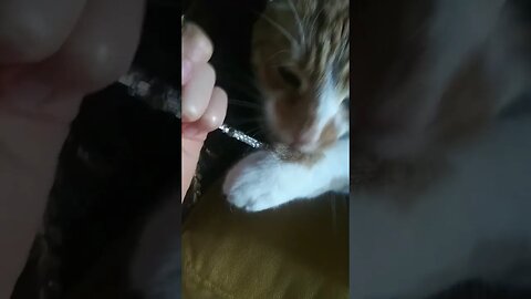 Found Out He Likes Bracelets 😂 lol! Adventure Through Art