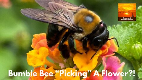 Bumble Bee "Picking" A Flower?! Check It Out