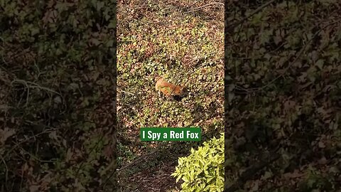 I Spy a Red Fox #Shorts