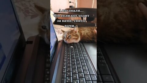 #shorts Смешные Коты Из Тик Тока 93 Funny Cats From Tiktok