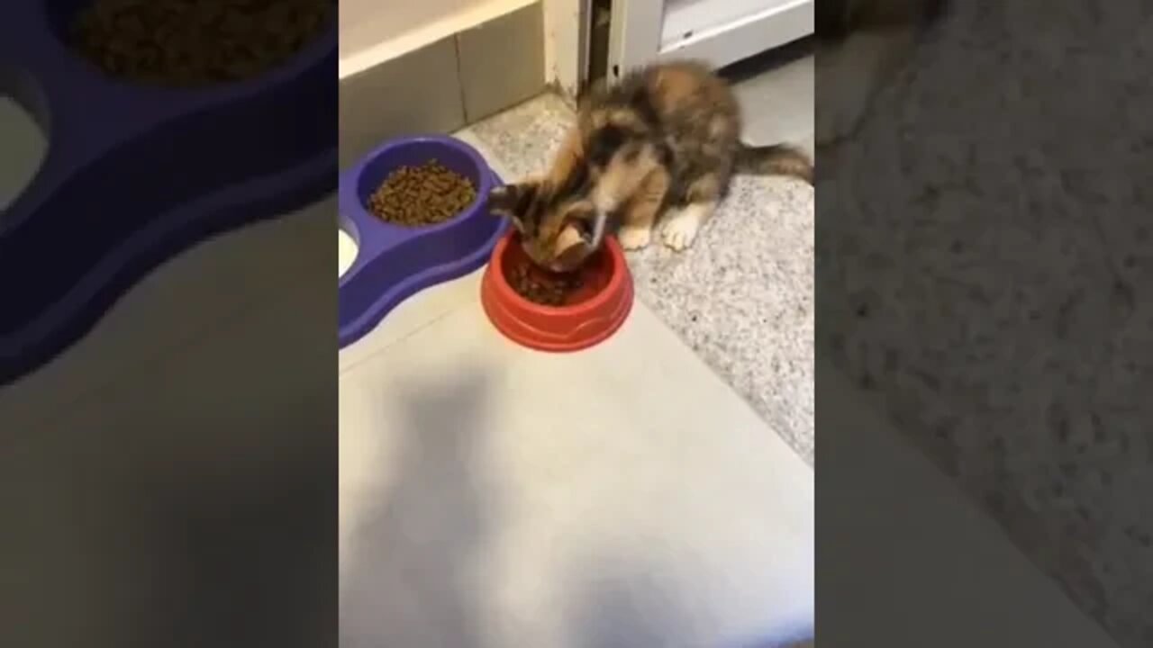 Romeu e Julieta meus gatinhos explorando o seu arranhador!