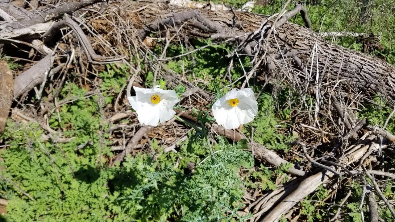 Cold Steel Warrior katana vs insulation pipe