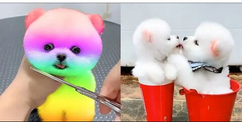 Cute and Funny Pomeranian Videos 204