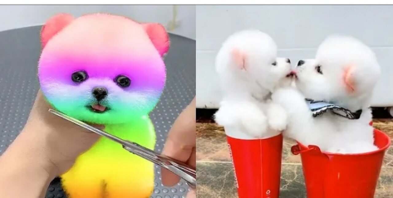 Cute and Funny Pomeranian Videos 204