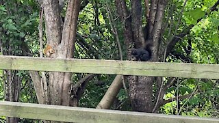 These Squirrels ain't no misbehaving