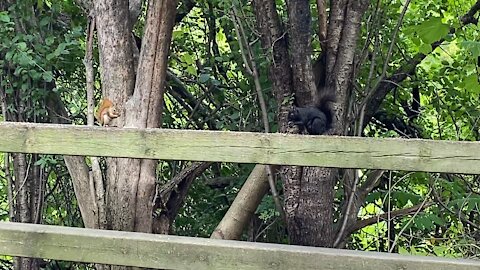 These Squirrels ain't no misbehaving