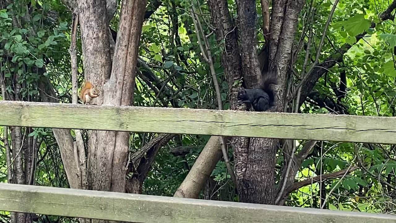 These Squirrels ain't no misbehaving
