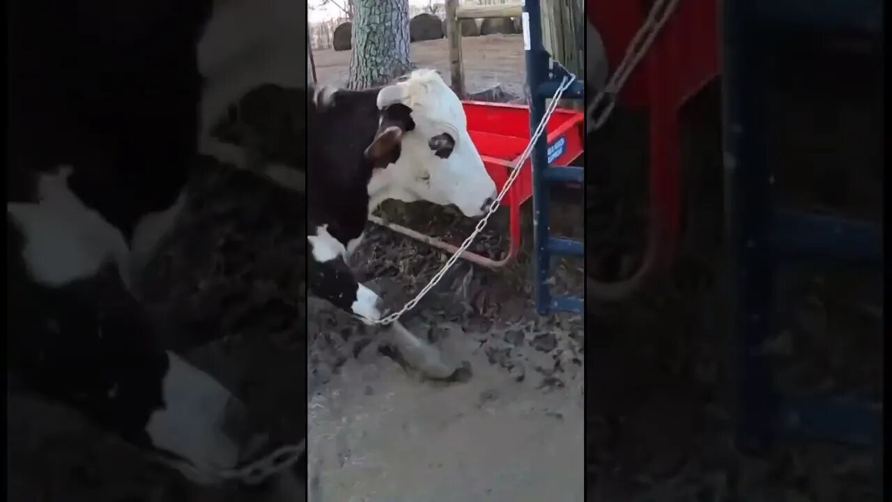 She thought she saw an opening, but I said not so fast! #farm #ranch #cattle #farmlife #ranchlife