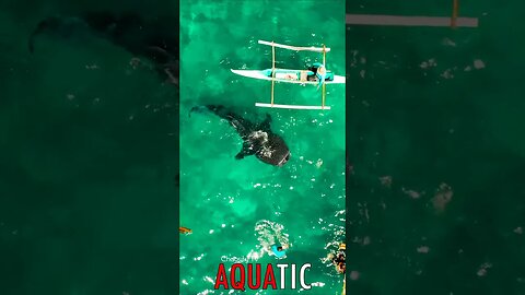 🌊 #AQUATIC - Whale Shark Wonderland: Enchanting Encounters in Oslob, Sharing the Marvels of Cebu 🦈